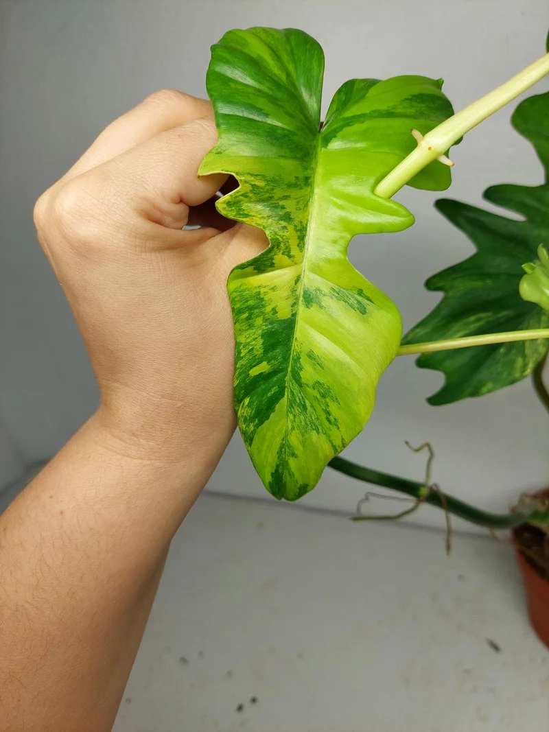 Philodendron Bipennifolium x Florida Beauty Variegata