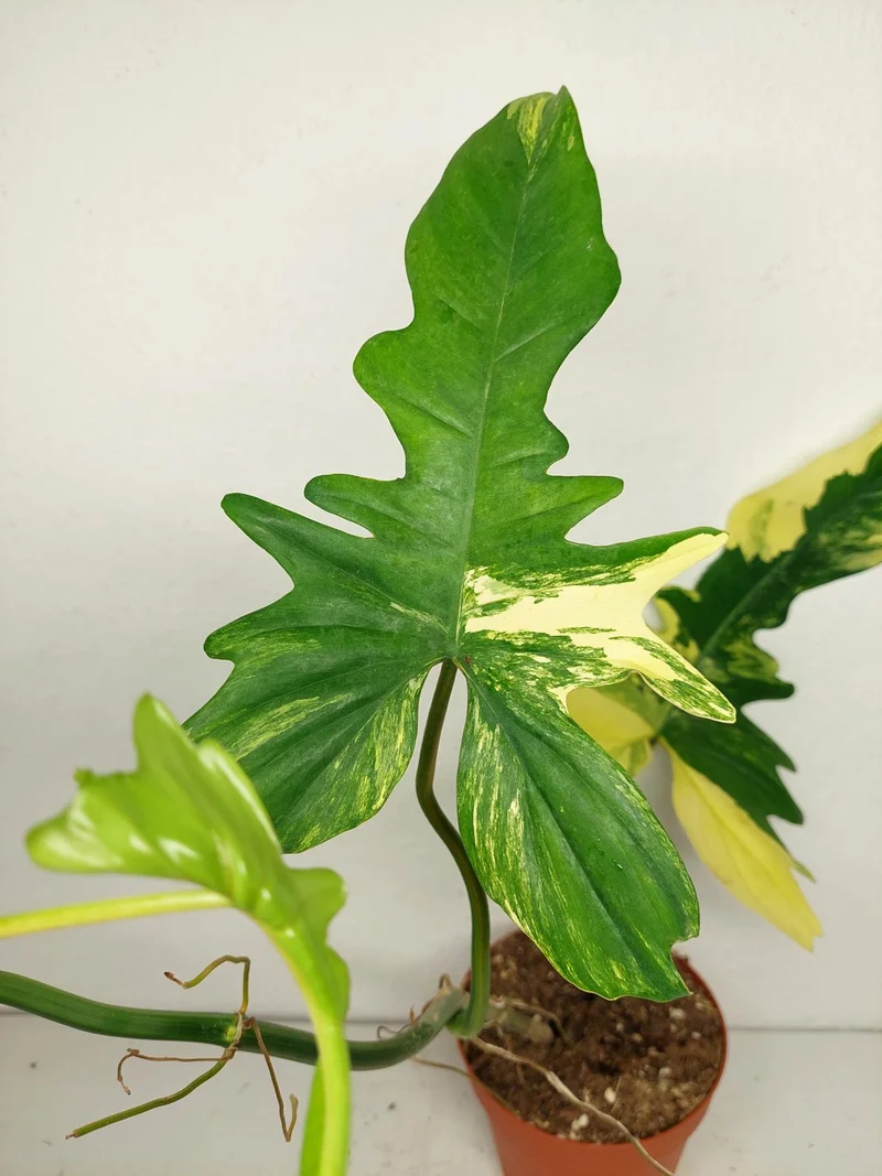 Philodendron Bipennifolium x Florida Beauty Variegata