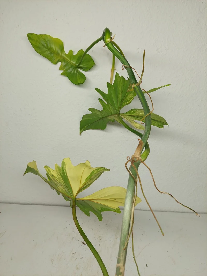 Philodendron Bipennifolium x Florida Beauty Variegata