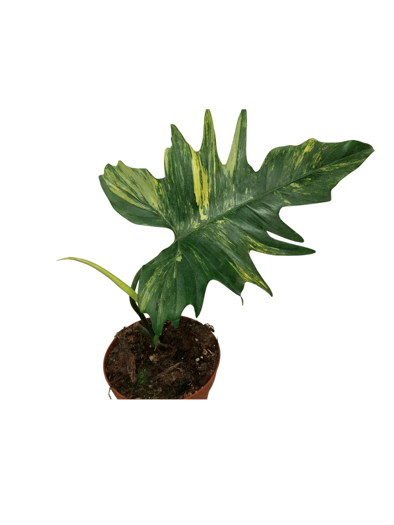 Philodendron Florida Beauty x Mayoi Steckling