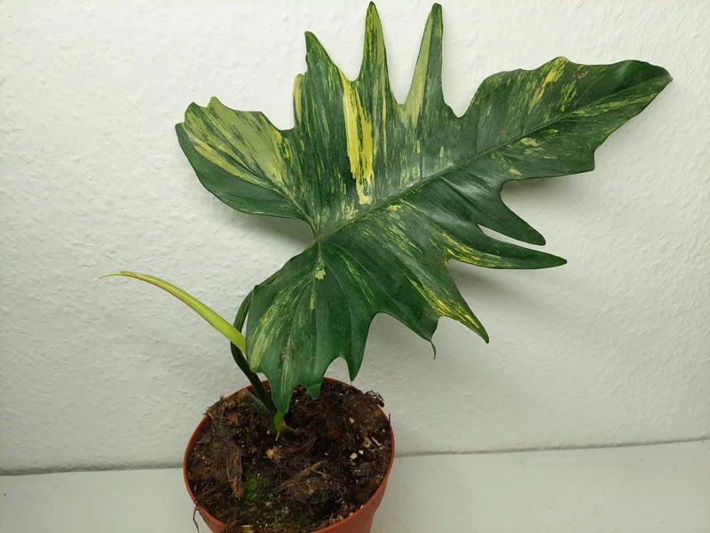 Philodendron Florida Beauty x Mayoi Steckling