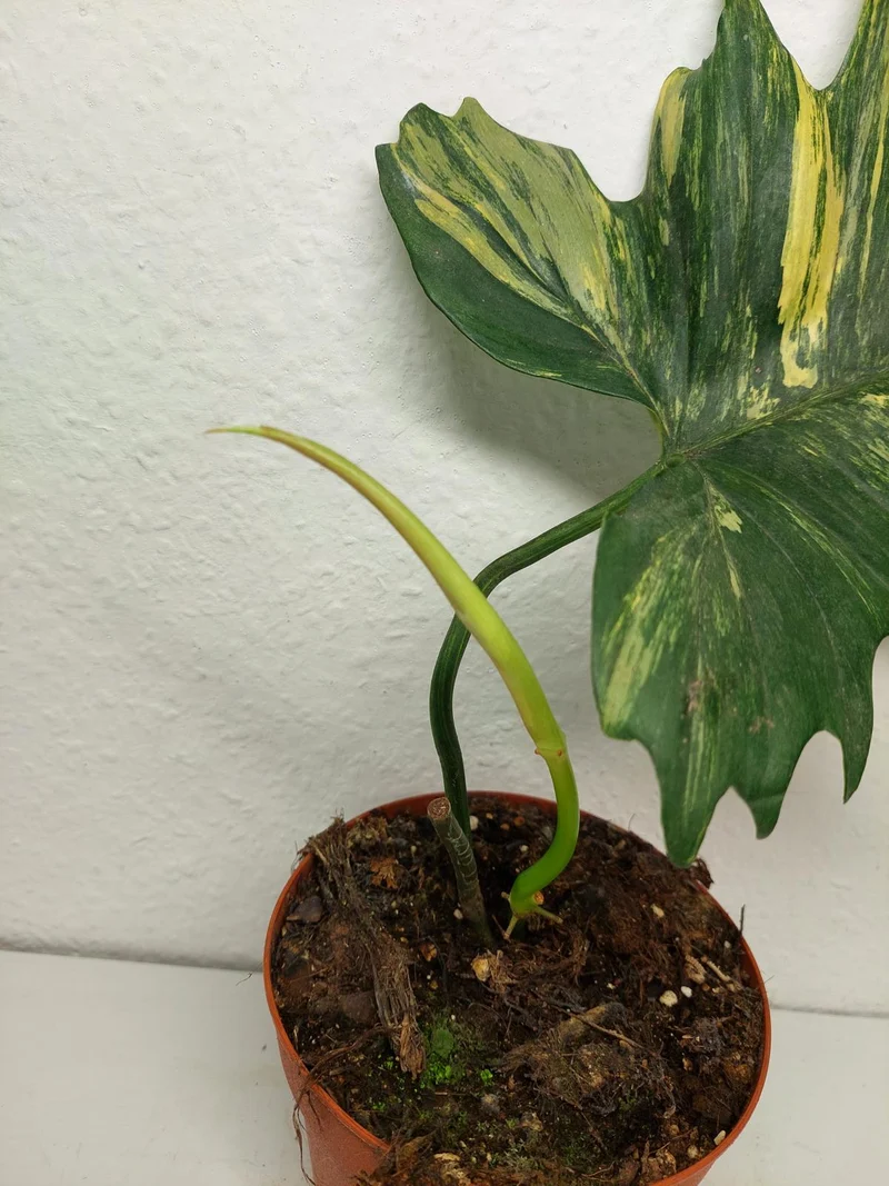 Philodendron Florida Beauty x Mayoi Steckling