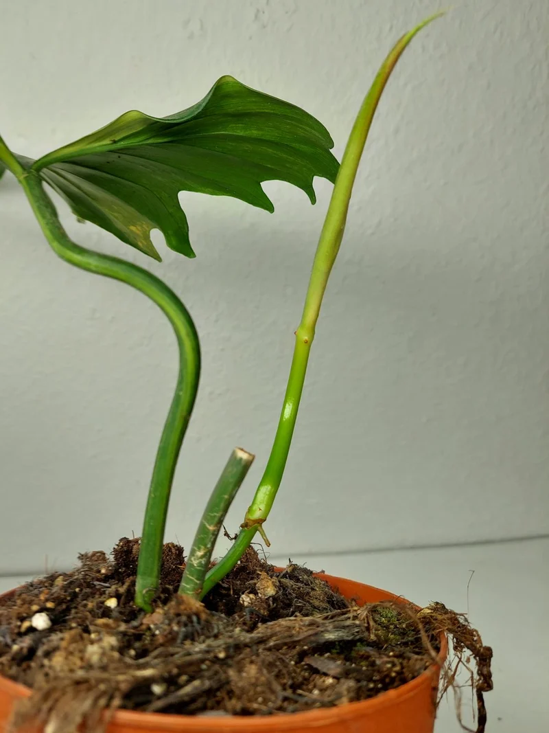 Philodendron Florida Beauty x Mayoi Steckling