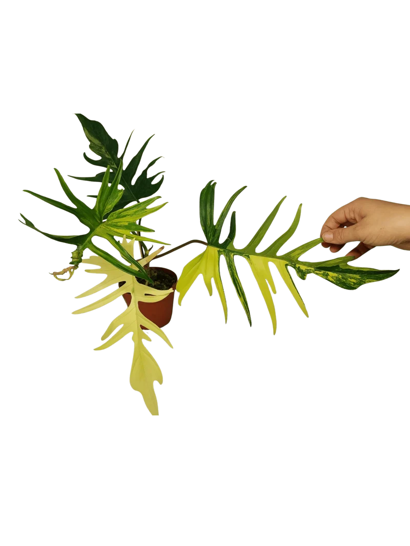 Philodendron Tortum x Florida Beauty Variegata