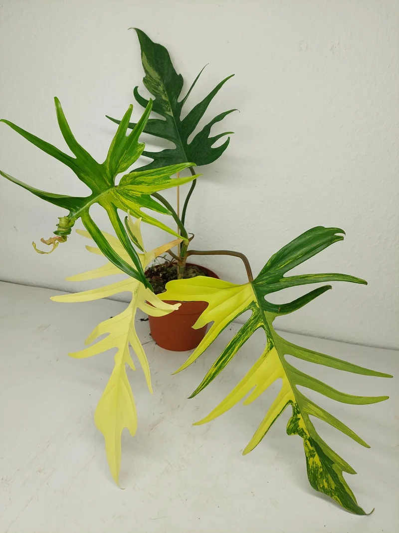 Philodendron Tortum x Florida Beauty Variegata