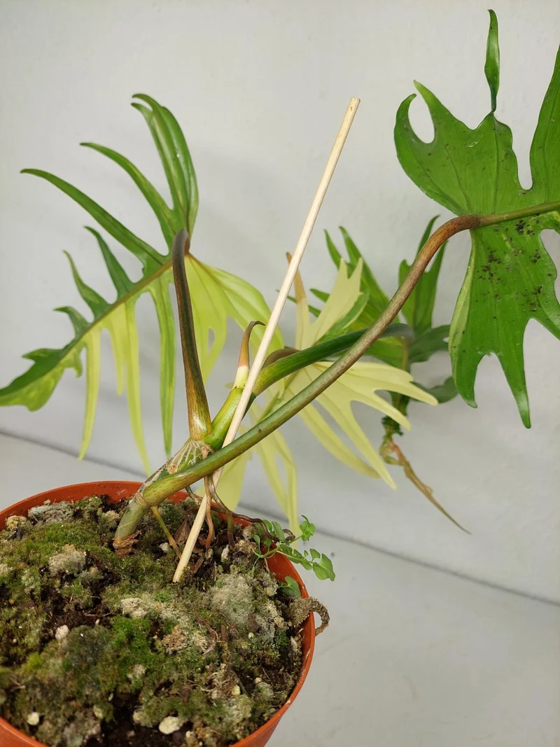 Philodendron Tortum x Florida Beauty Variegata