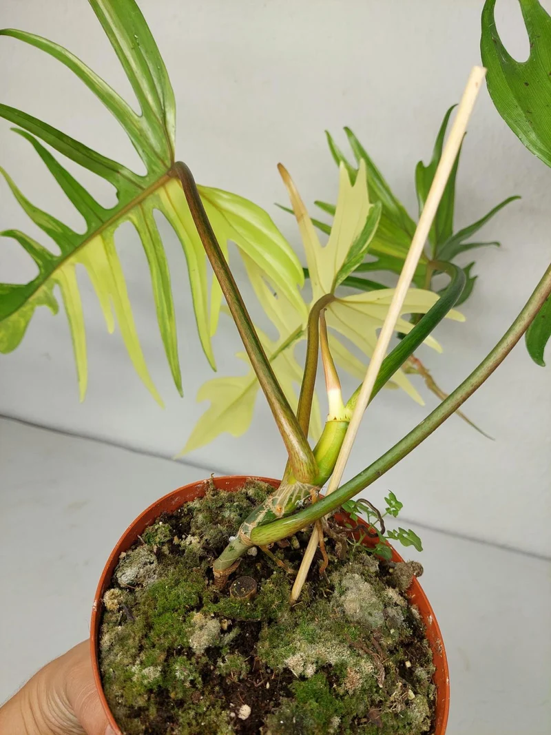 Philodendron Tortum x Florida Beauty Variegata