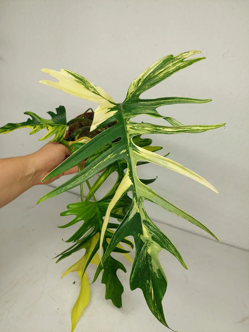 Philodendron Tortum x Florida Beauty Variegata