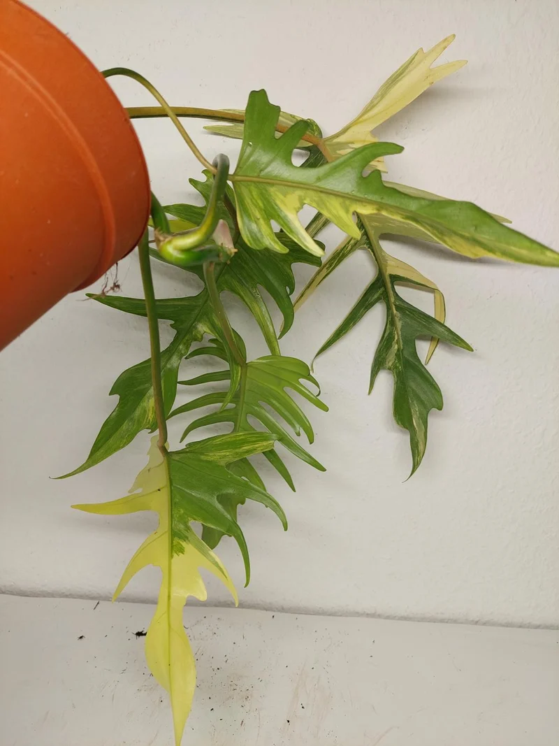 Philodendron Tortum x Florida Beauty Variegata