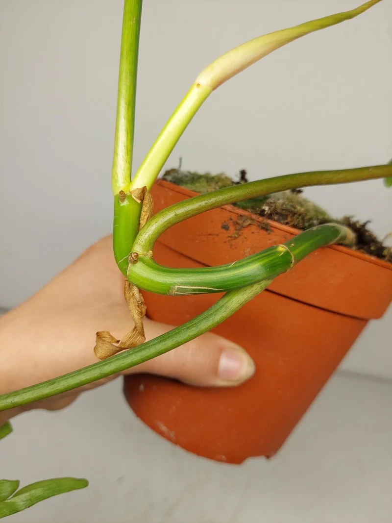 Philodendron Tortum x Florida Beauty Variegata