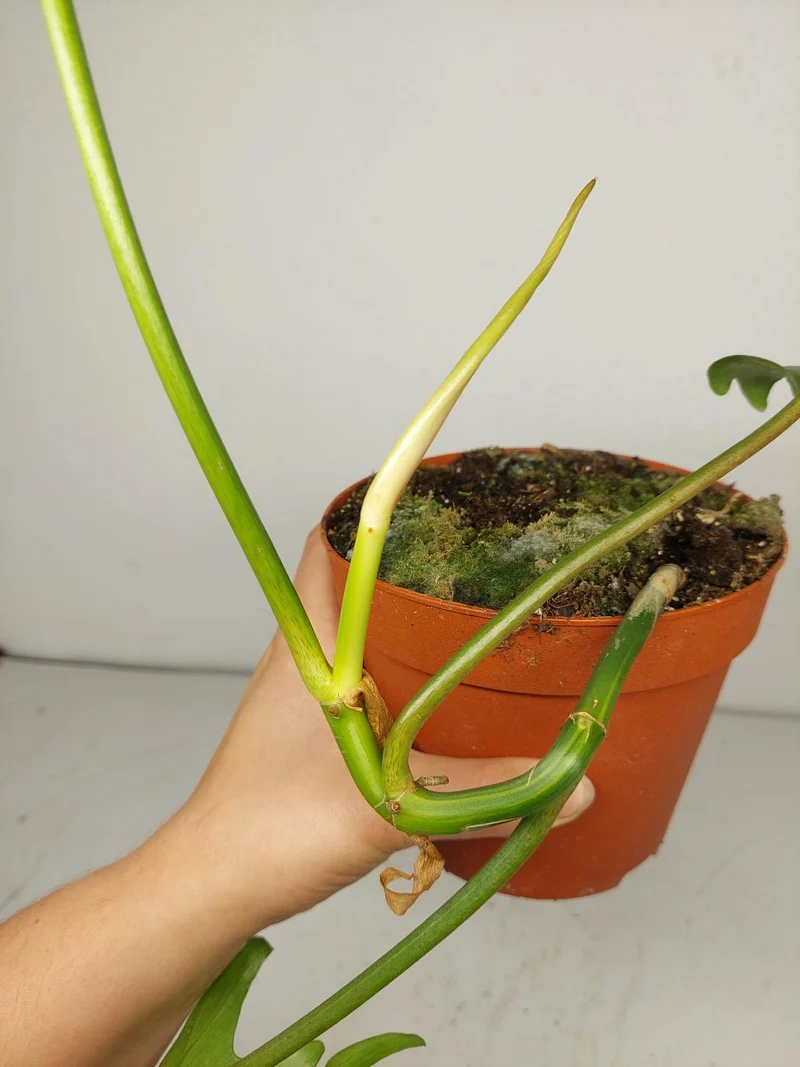 Philodendron Tortum x Florida Beauty Variegata