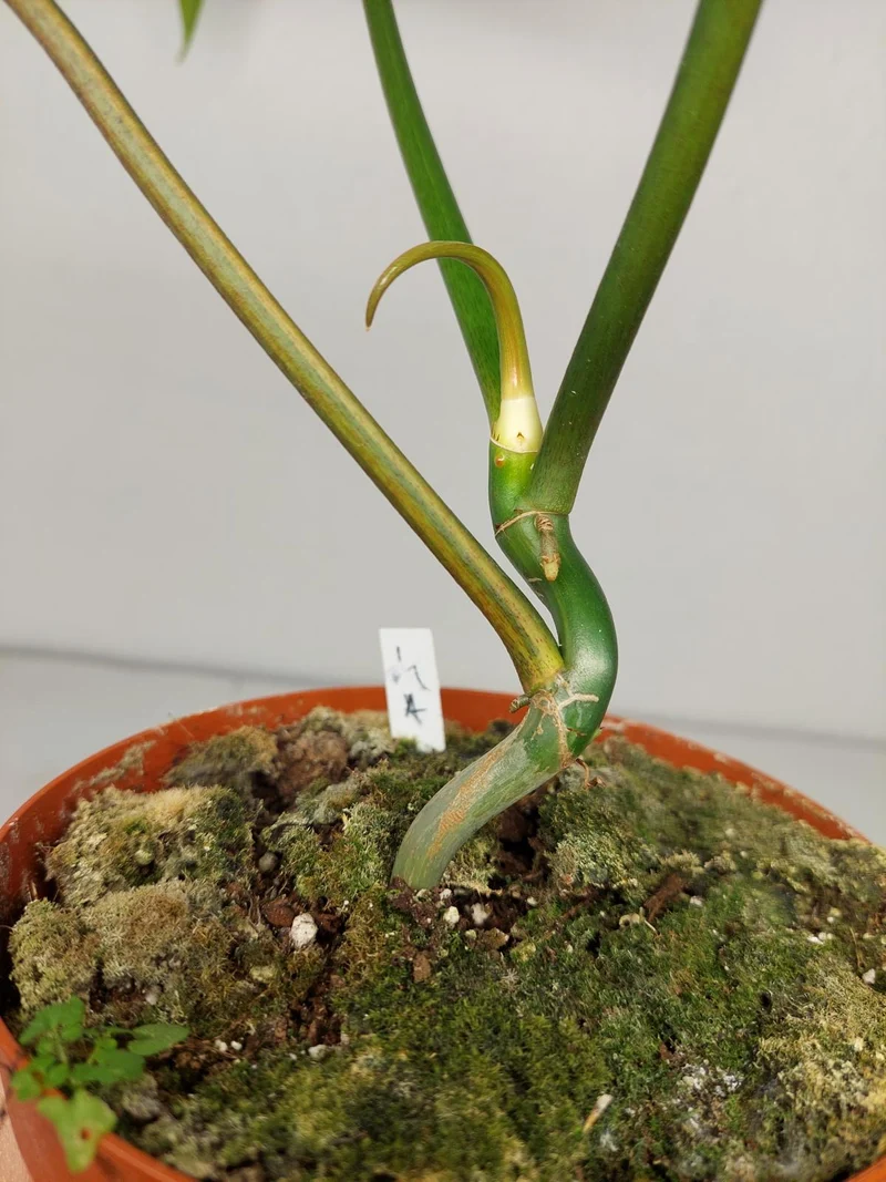 Philodendron Tortum x Florida Beauty Variegata