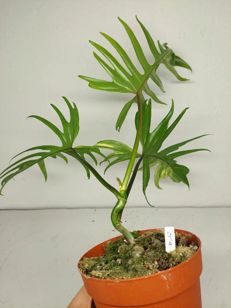 Philodendron Tortum x Florida Beauty Variegata