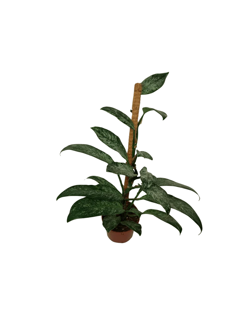 Raphidophora Elliptica Mint