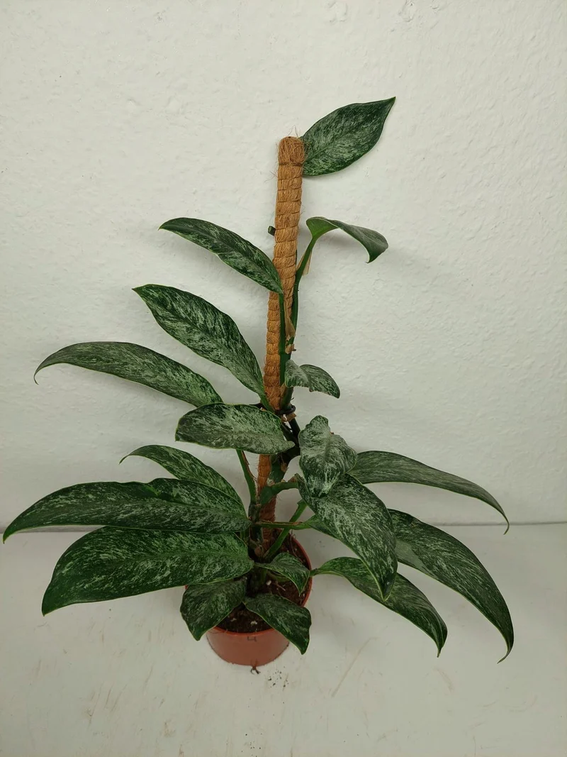 Raphidophora Elliptica Mint