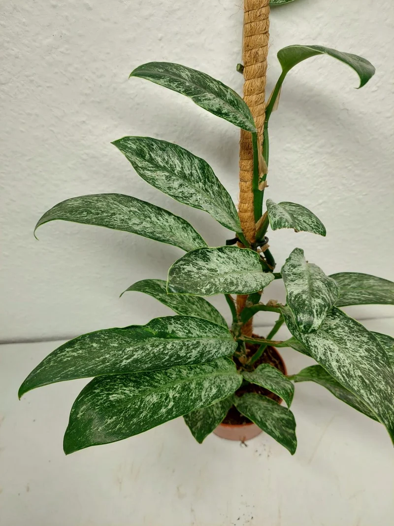 Raphidophora Elliptica Mint
