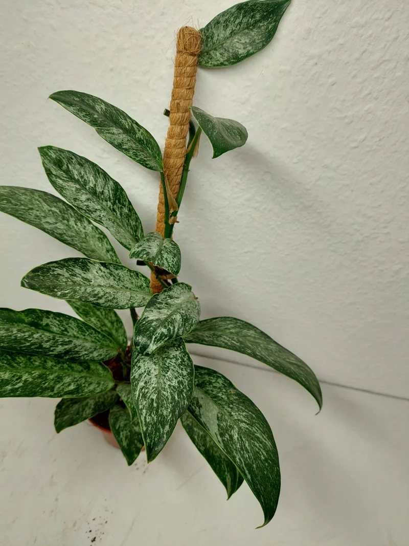 Raphidophora Elliptica Mint