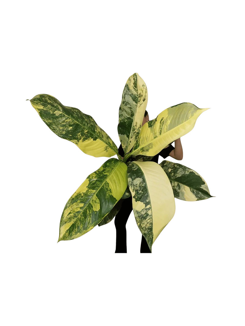 Dieffenbachia Big Ben Aurea
