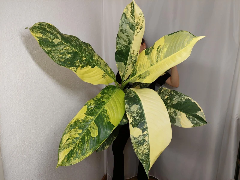 Dieffenbachia Big Ben Aurea