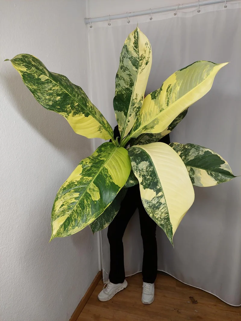 Dieffenbachia Big Ben Aurea