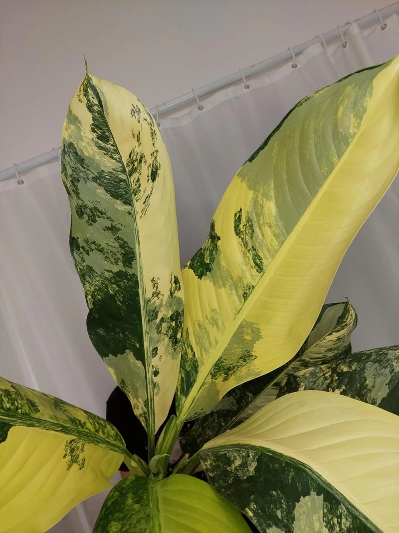 Dieffenbachia Big Ben Aurea