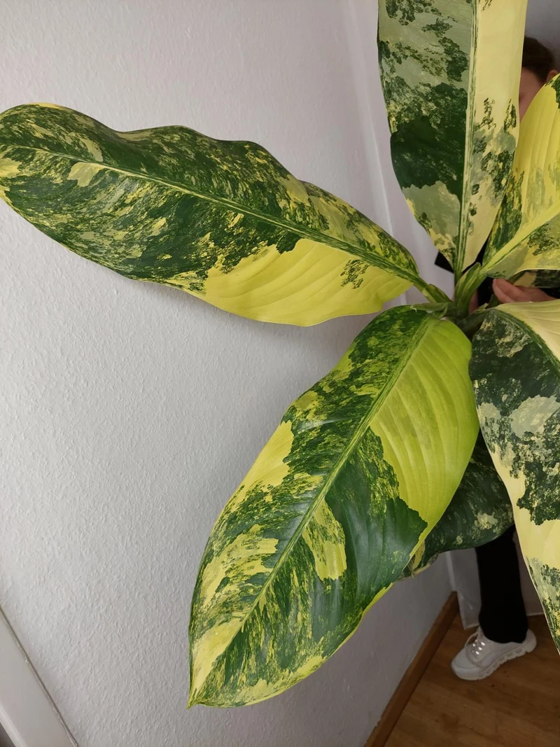 Dieffenbachia Big Ben Aurea
