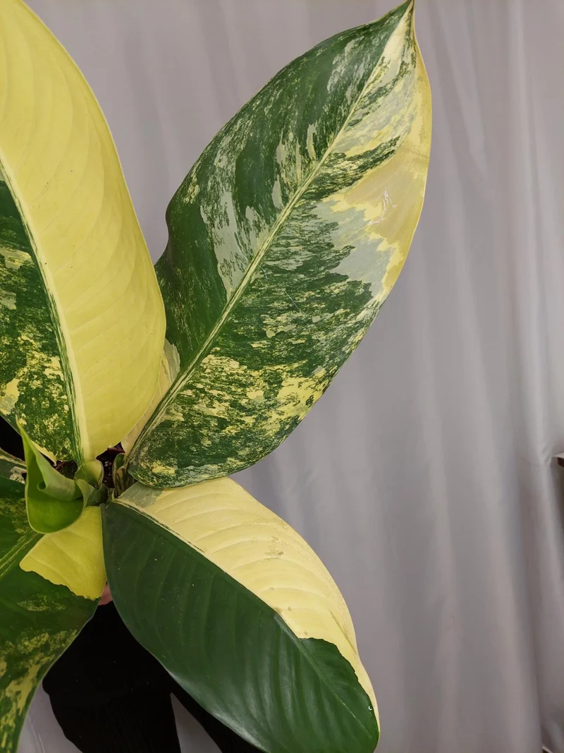 Dieffenbachia Big Ben Aurea