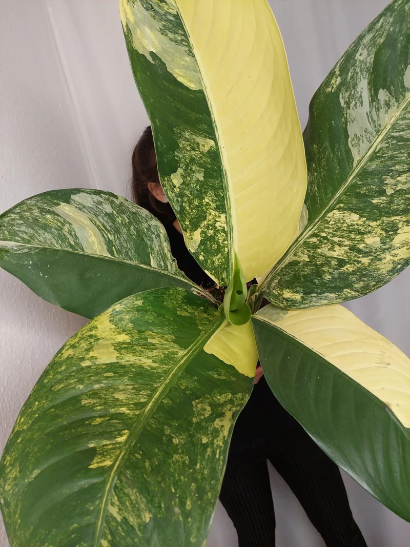 Dieffenbachia Big Ben Aurea