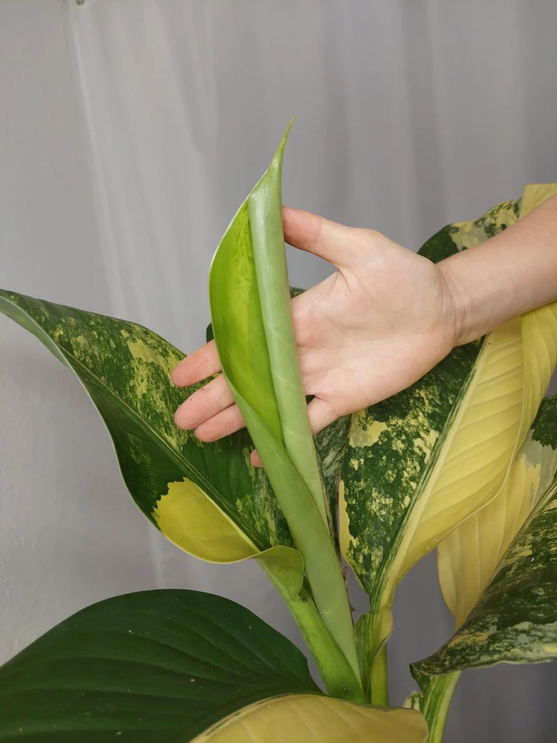Dieffenbachia Big Ben Aurea