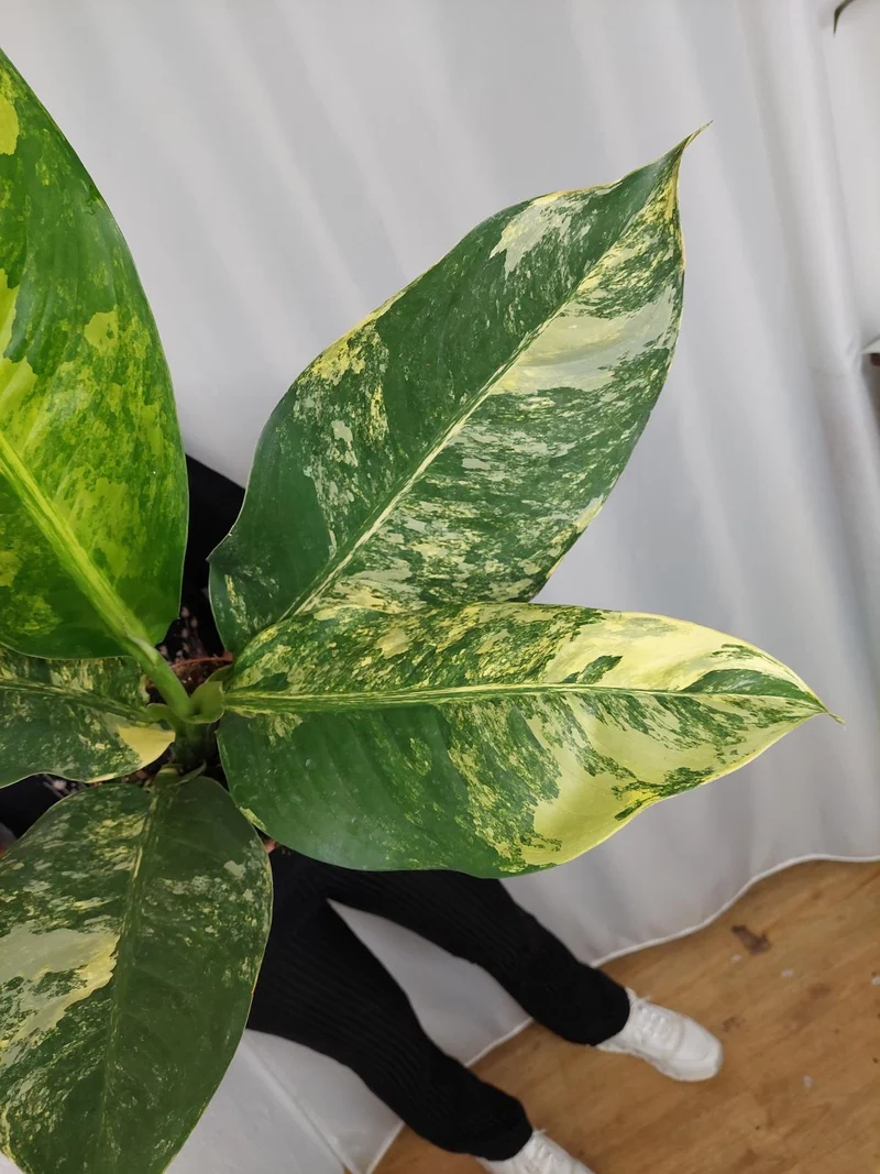 Dieffenbachia Big Ben Aurea