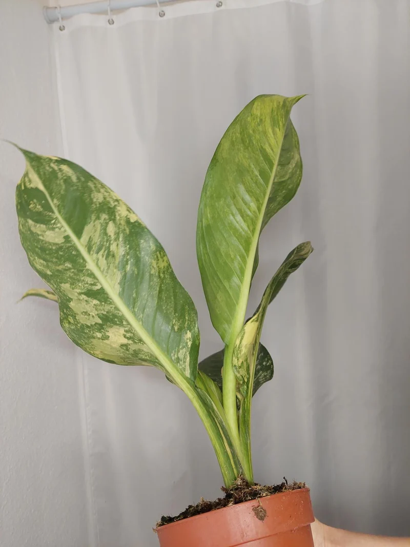 Dieffenbachia Big Ben Aurea