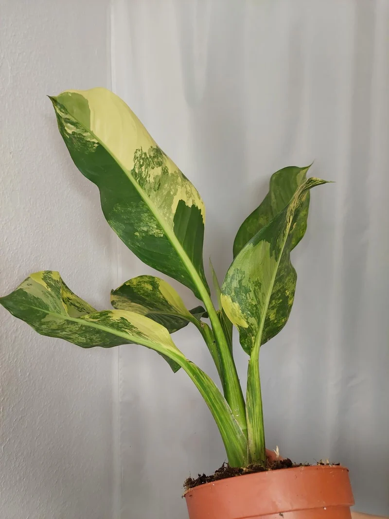 Dieffenbachia Big Ben Aurea