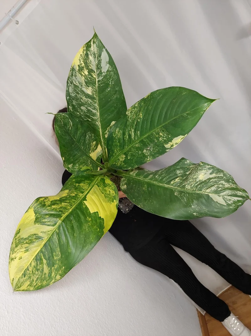 Dieffenbachia Big Ben Aurea