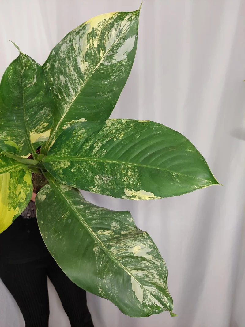 Dieffenbachia Big Ben Aurea