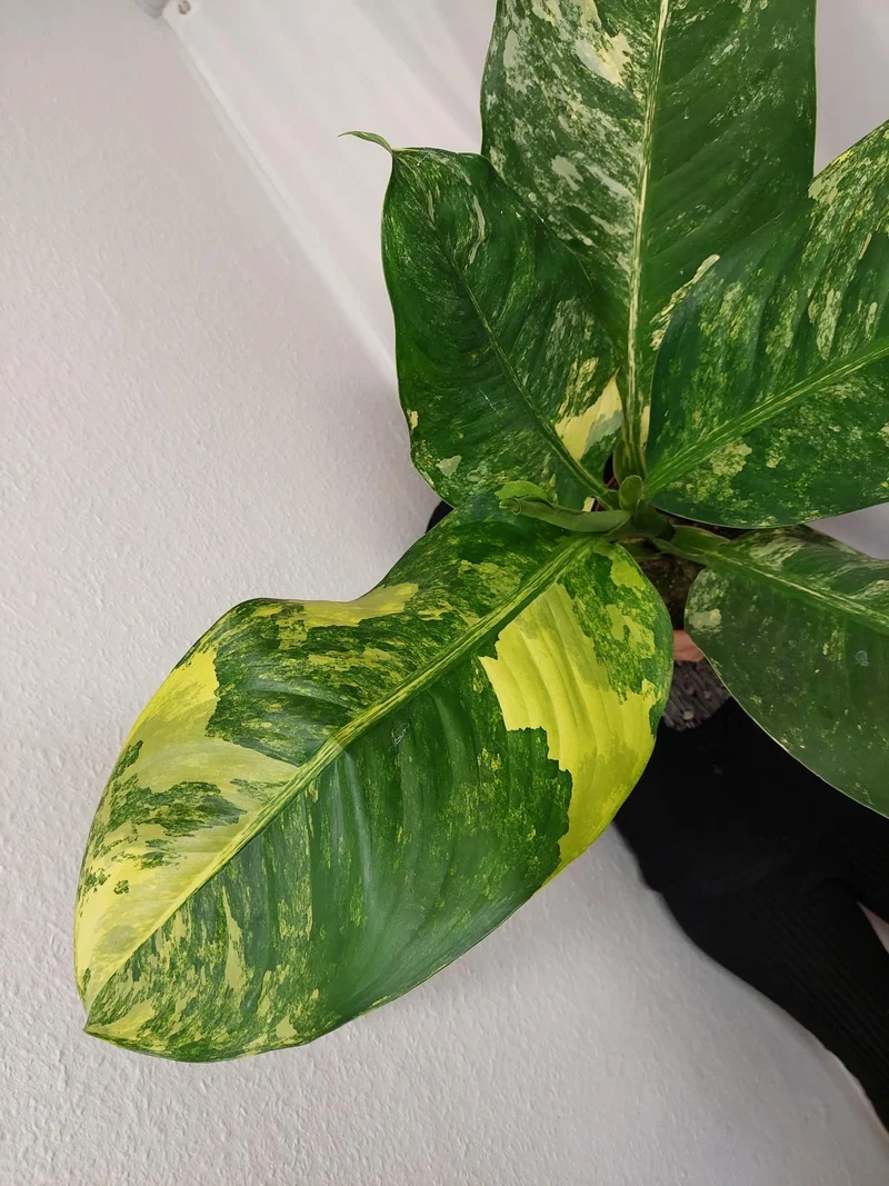 Dieffenbachia Big Ben Aurea