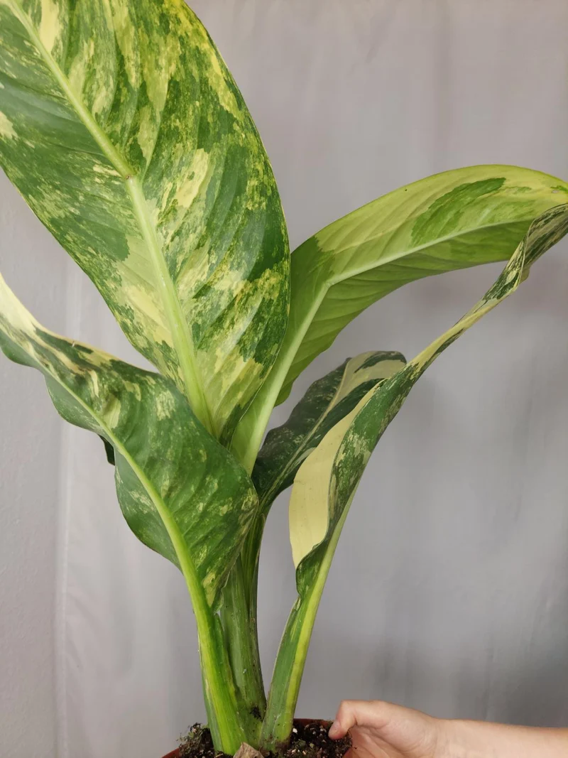 Dieffenbachia Big Ben Aurea