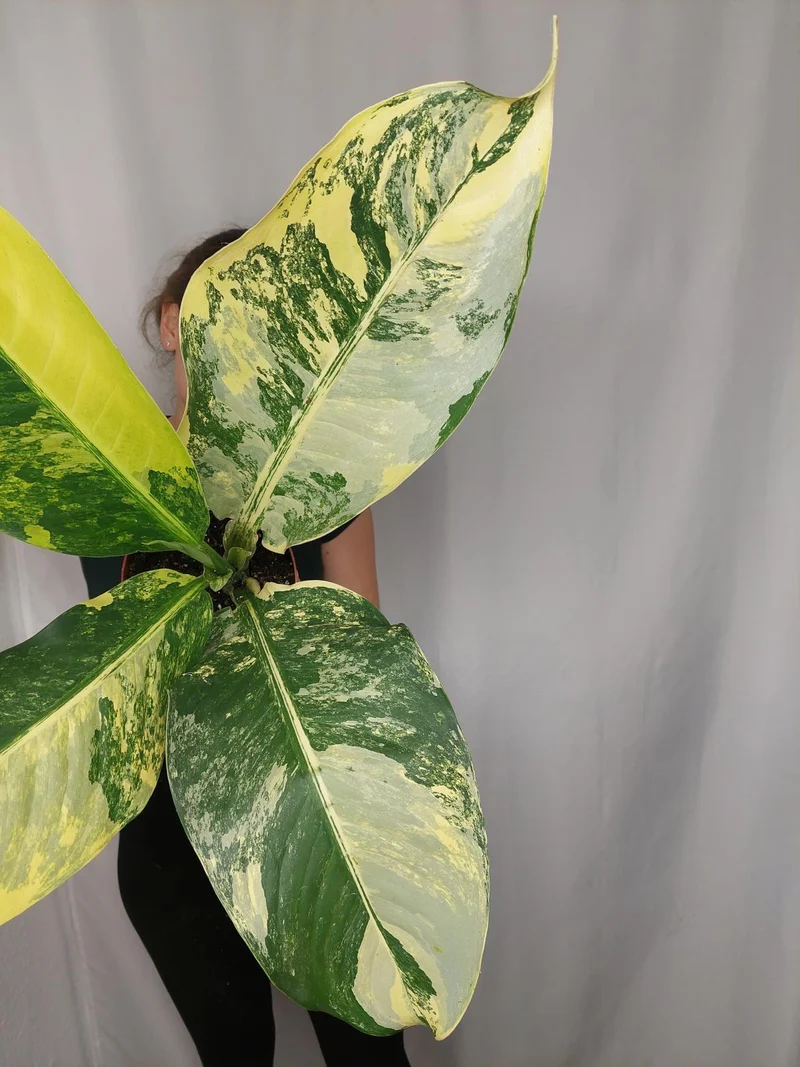 Dieffenbachia Big Ben Aurea