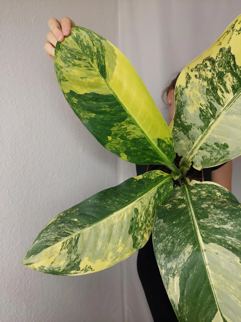 Dieffenbachia Big Ben Aurea