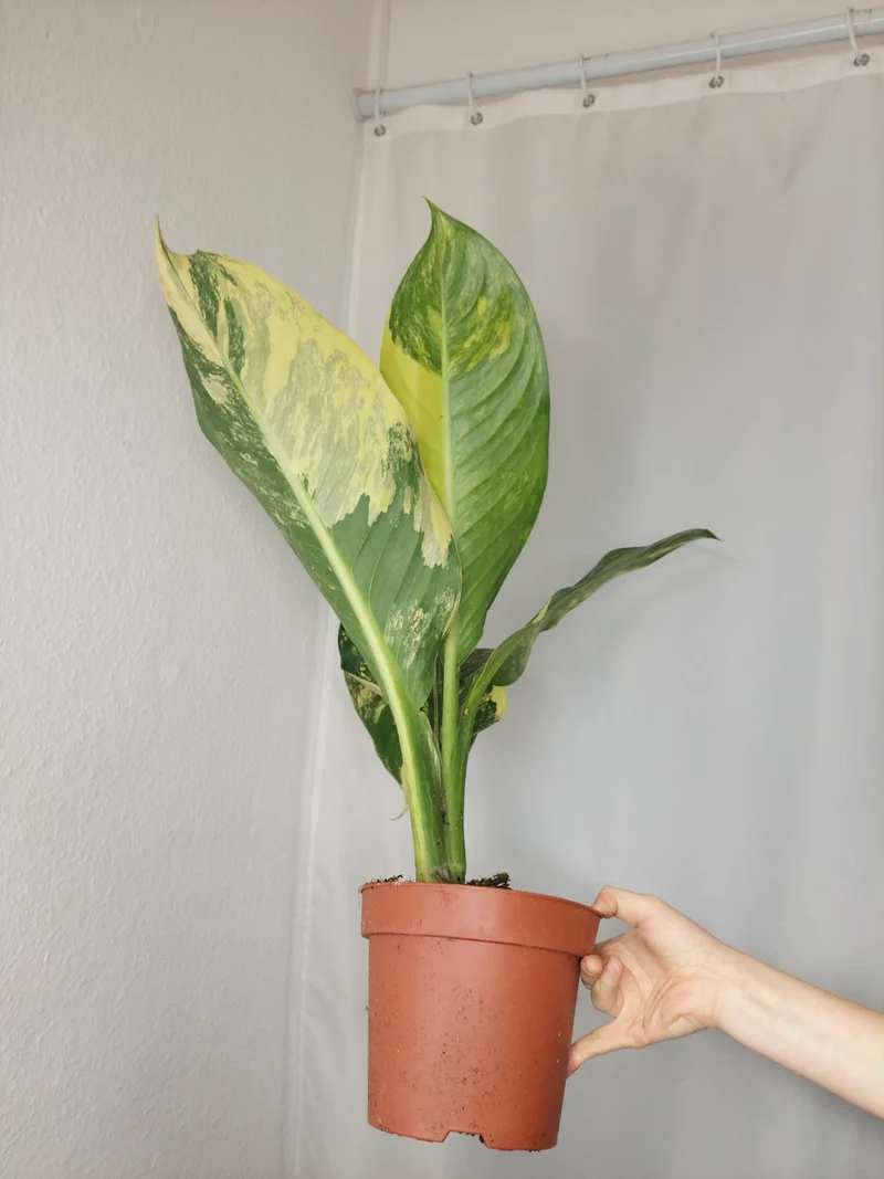 Dieffenbachia Big Ben Aurea
