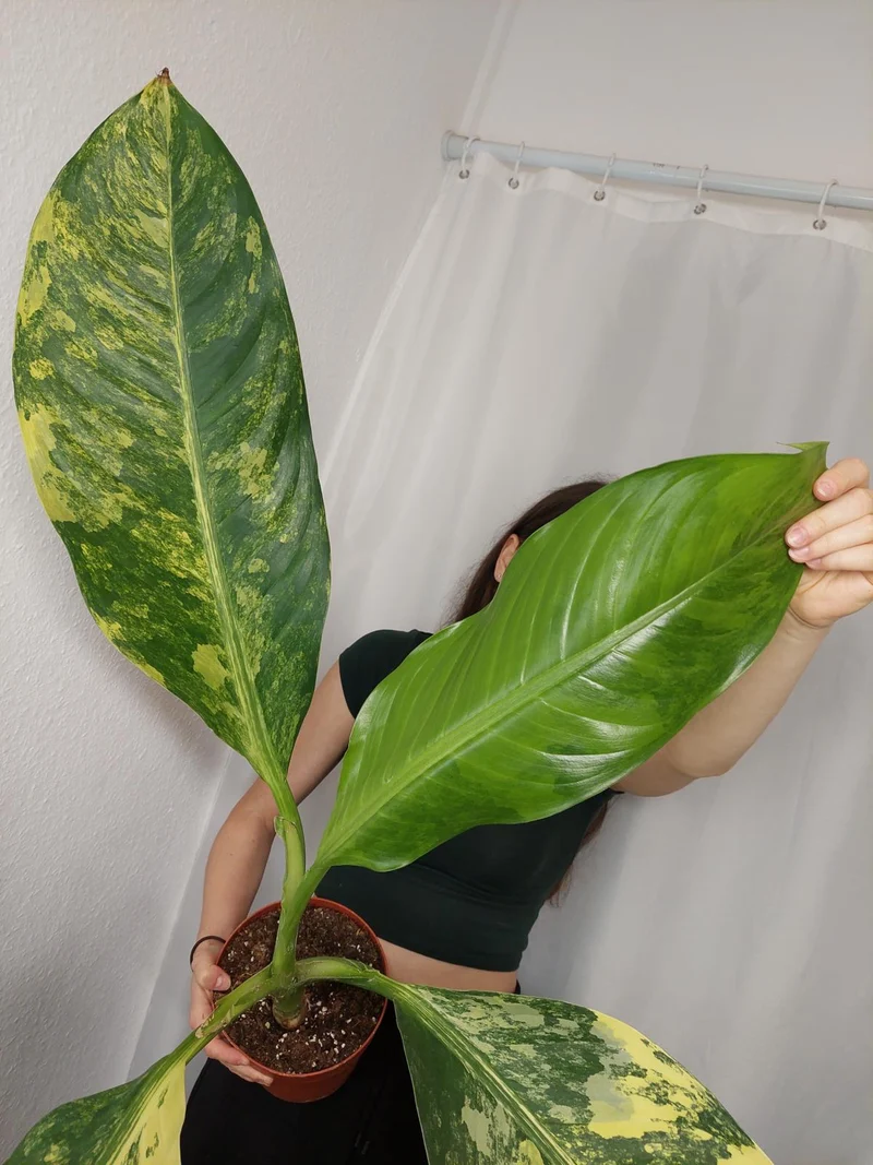 Dieffenbachia Big Ben Aurea