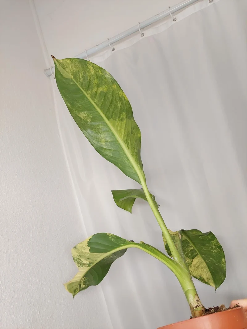 Dieffenbachia Big Ben Aurea