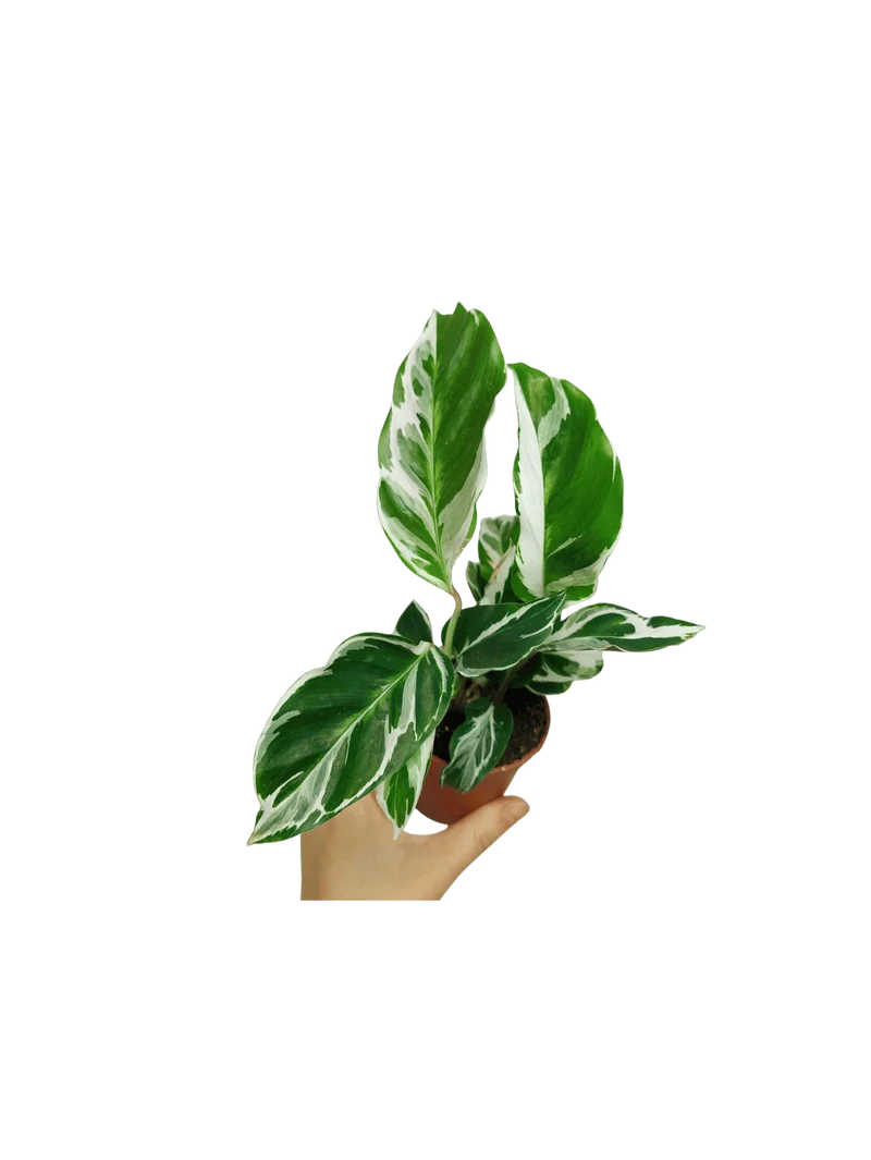 Calathea White Fusion