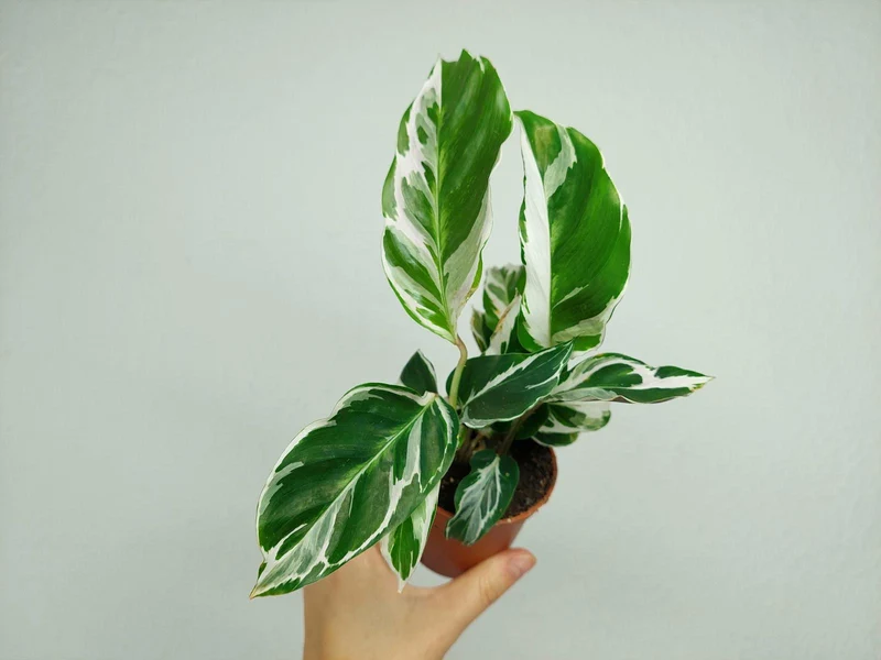 Calathea White Fusion