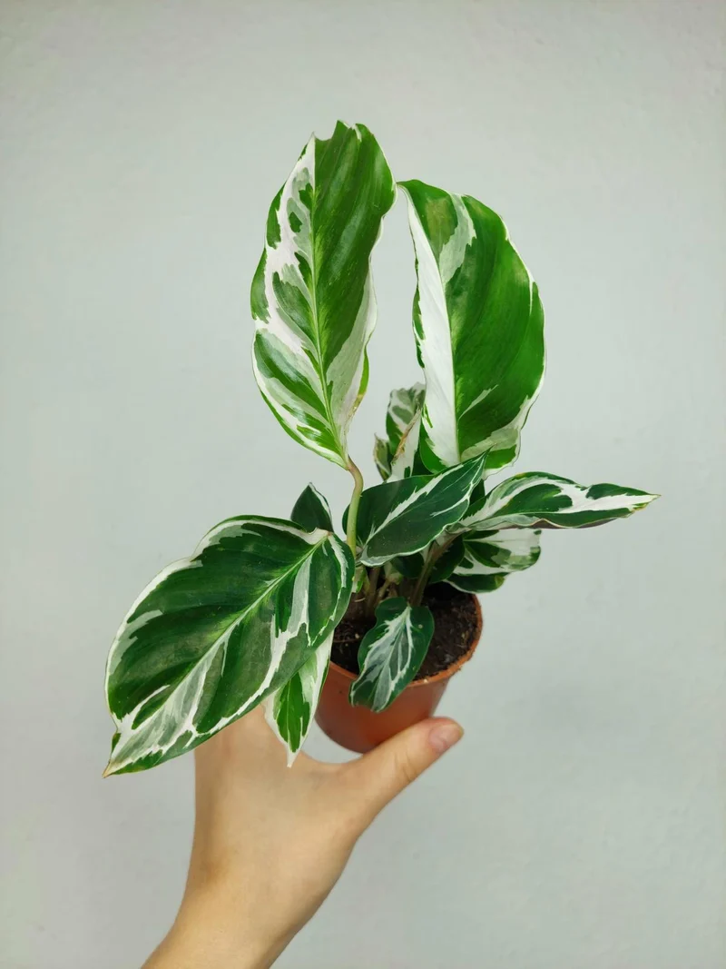 Calathea White Fusion