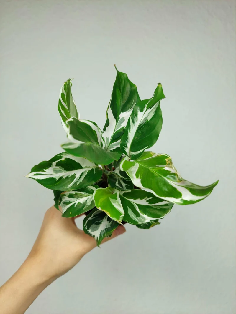 Calathea White Fusion