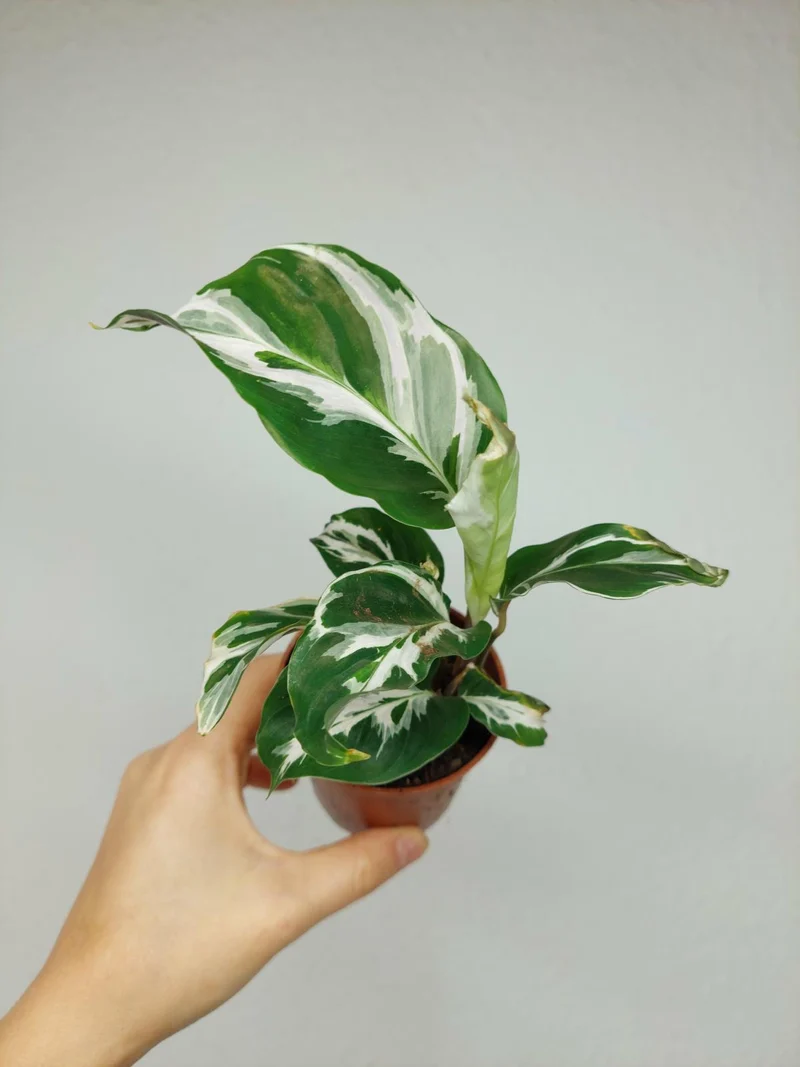 Calathea White Fusion