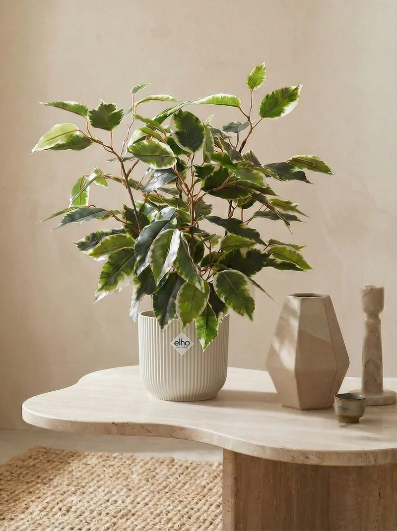 Ficus Kunstpflanze 40cm