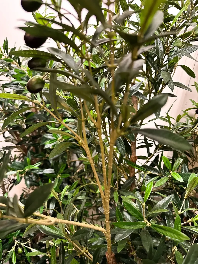 Künstlicher Olivenbaum - Ian | 120 cm