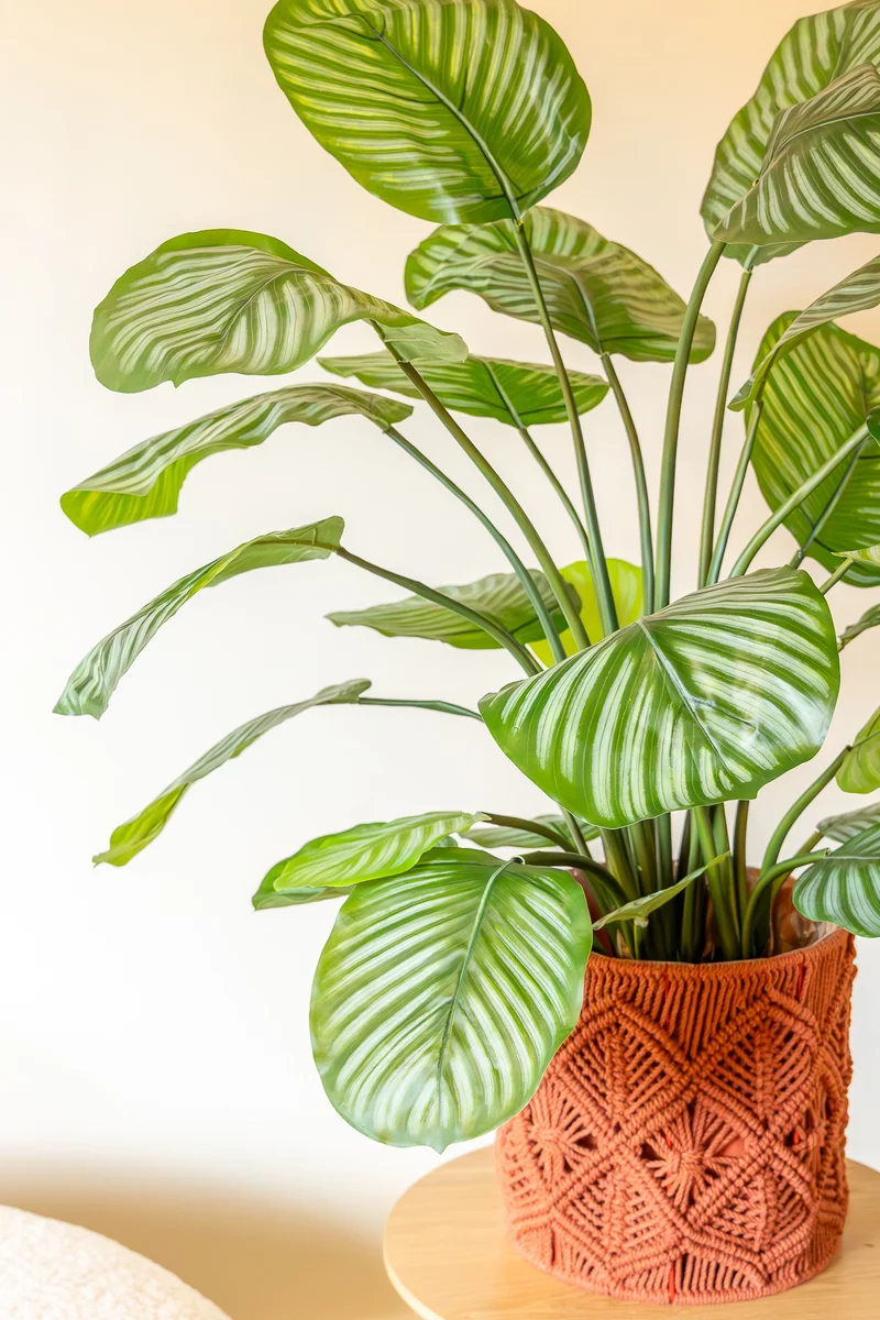Calathea Kunstpflanze 80cm