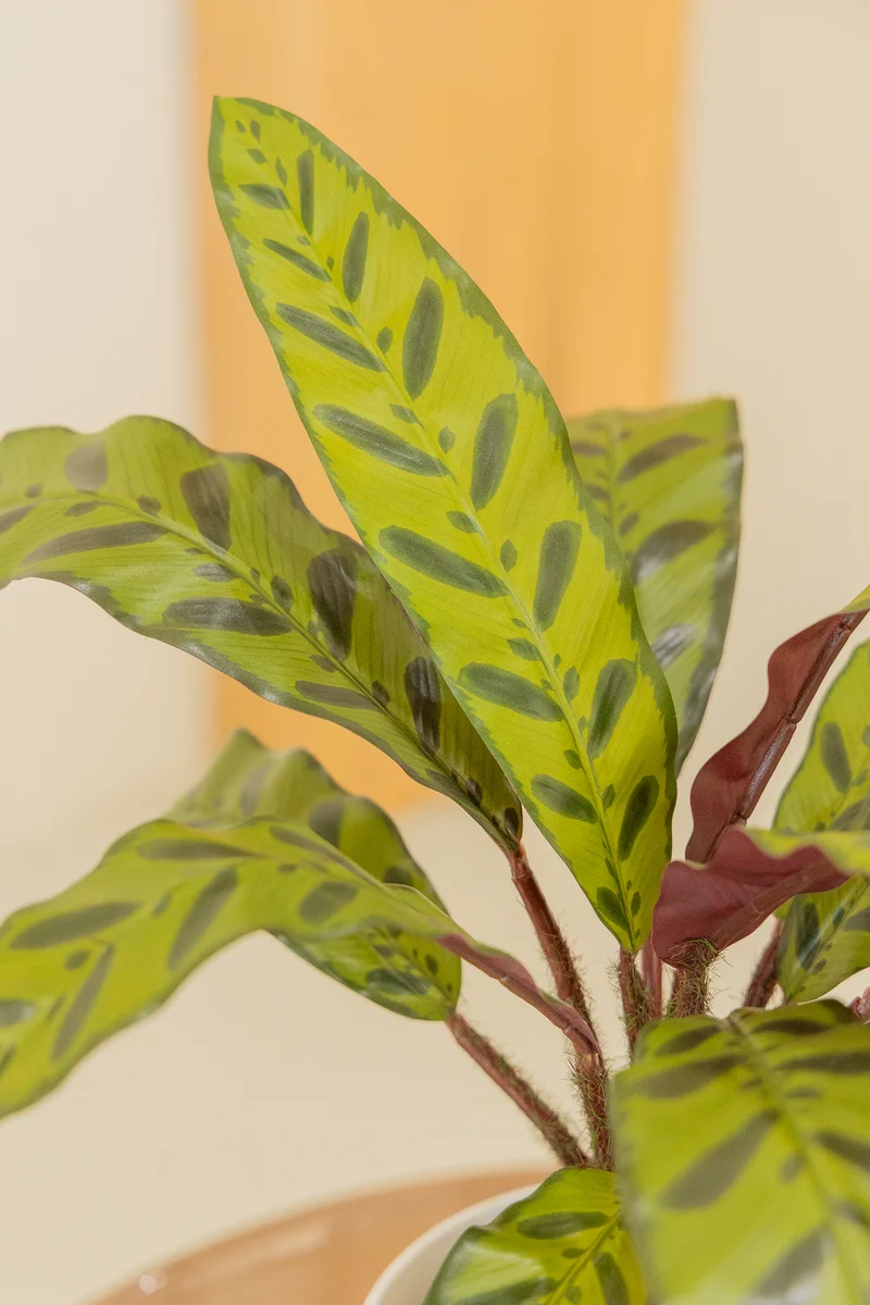 Calathea Kunstpflanze 45cm